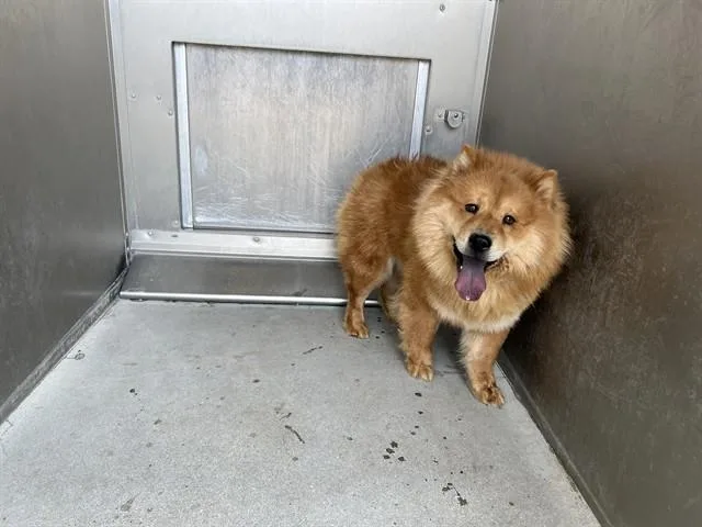 A young medium-sized female Chow Chow dog named Chocolate for adoption in Lancaster, CA
