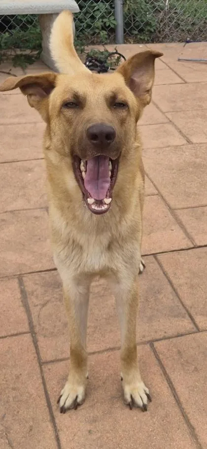 An adult large-sized male Shepherd dog named Jax for adoption in Shreveport, LA