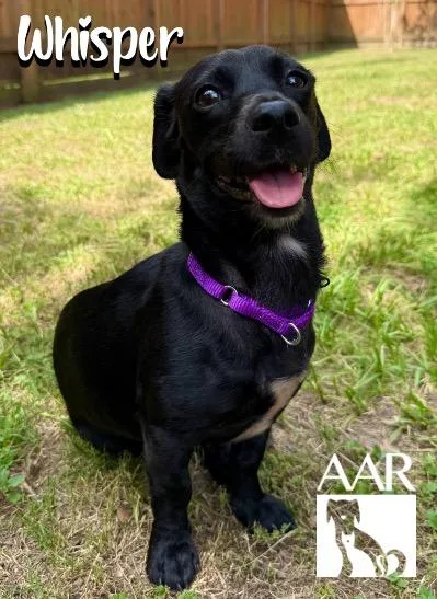 An adult small-sized female Dachshund dog named Whisper for adoption in Magnolia, TX