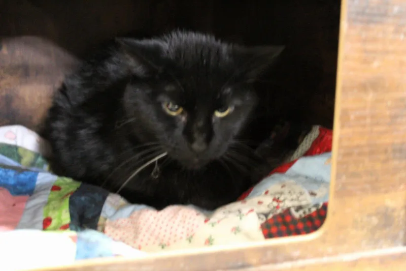 An adult medium-sized female Domestic Short Hair cat named Sissy for adoption in Billings, MT