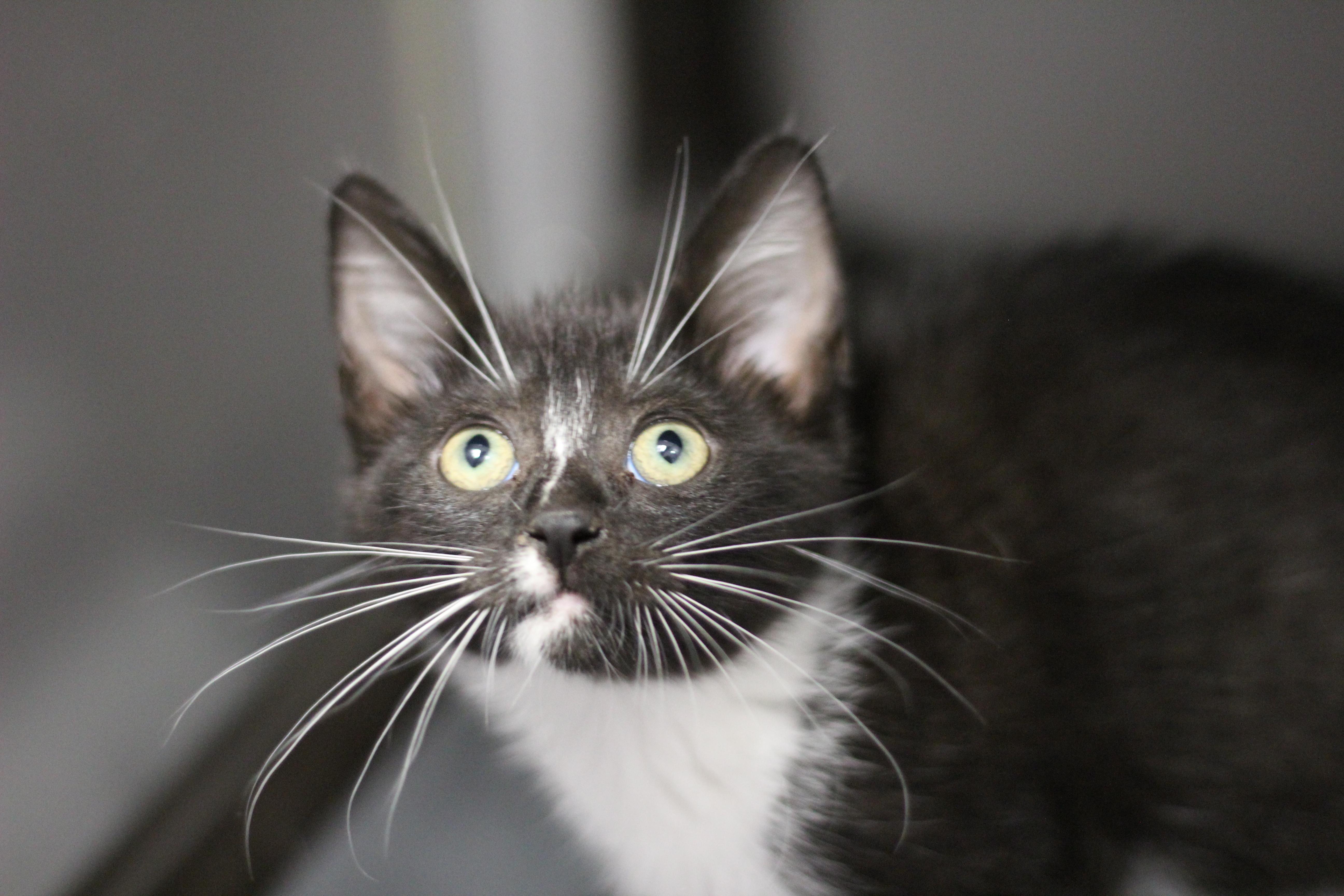 A baby medium-sized female Tuxedo cat named LuckyToe for adoption in Rockford, IL