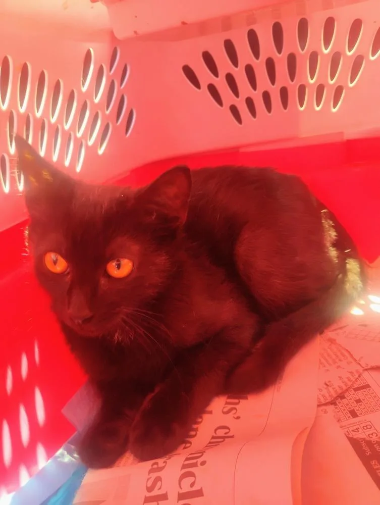A baby small-sized male Domestic Medium Hair cat named Stan for adoption in Kannapolis, NC