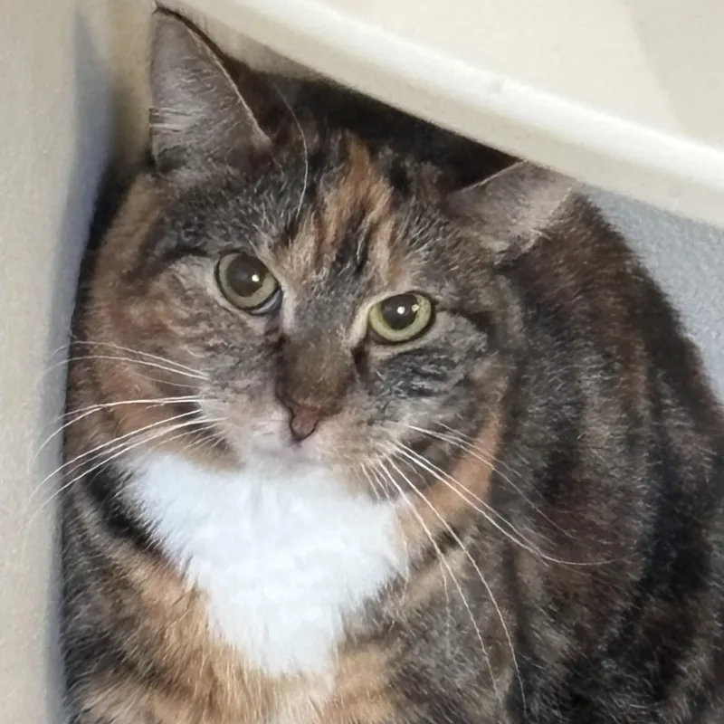 A young medium-sized female Calico Domestic Short Hair cat named Lil Brownie for adoption in Buffalo, NY