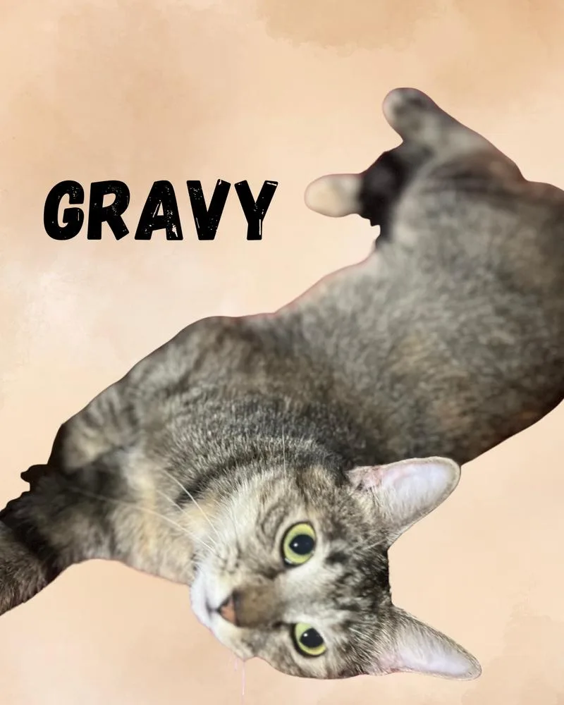 A young small-sized female Tabby cat named Gravy for adoption in Plumerville, AR