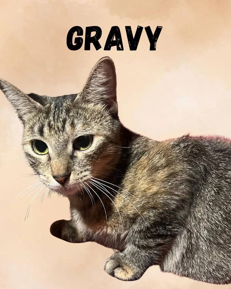 Gravy thumbnail 2