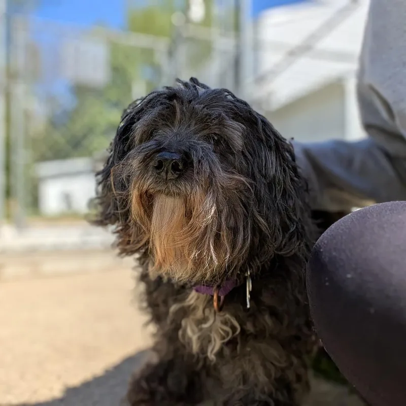A senior small-sized male Shih Tzu dog named Jazper for adoption in Fenton, MI