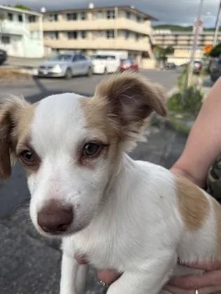 A baby small-sized male Terrier dog named Mars for adoption in Honolulu, HI
