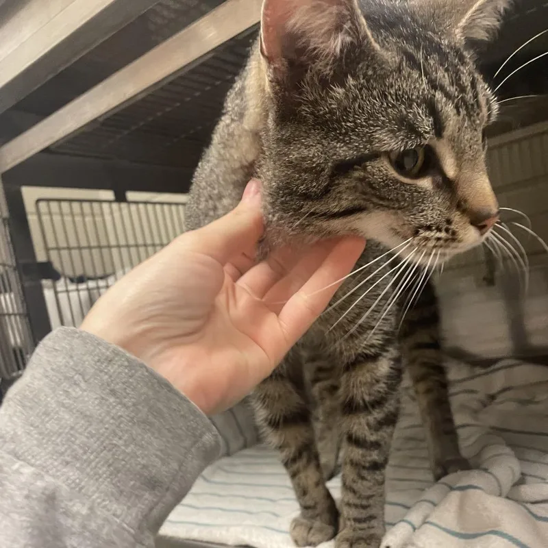 A young medium-sized male Brown / Chocolate Domestic Short Hair cat named Alfredo for adoption in Bristol, IN
