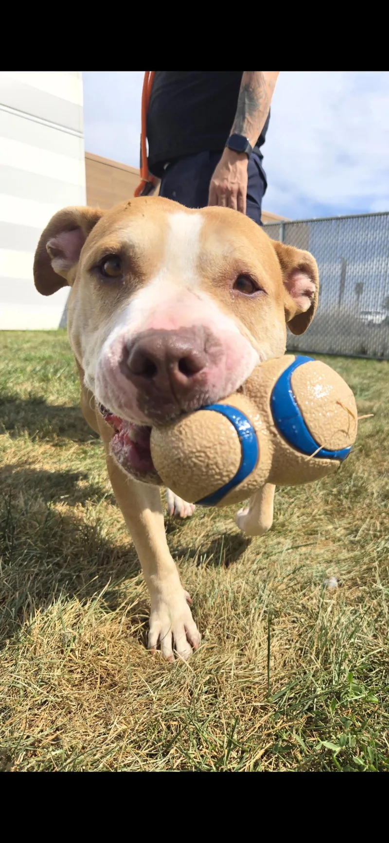 An adult medium-sized female Terrier dog named Ghira for adoption in Joliet, IL