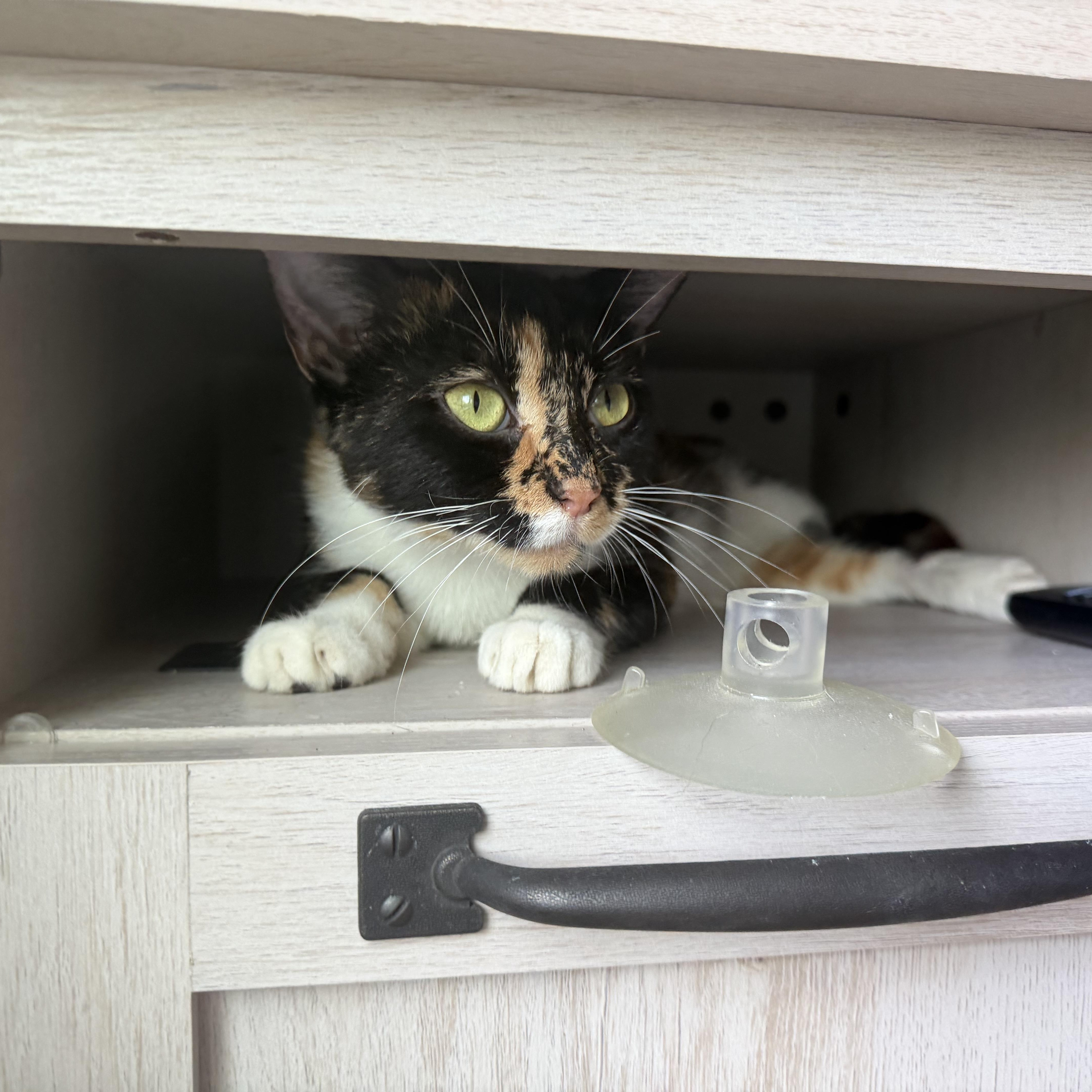 A young medium-sized female Tortoiseshell Domestic Short Hair cat named Pocahontas for adoption in North Myrtle Beach, SC