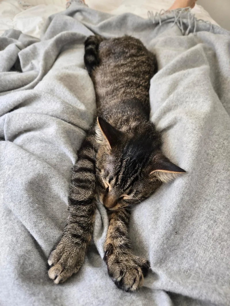 A baby medium-sized male Tabby (Gray / Blue / Silver) Domestic Short Hair cat named Aspen And Maple for adoption in Bronx, NY