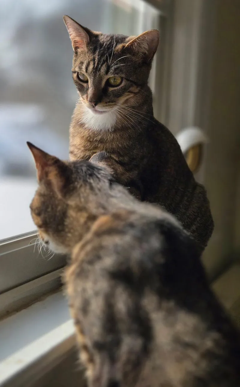 Aspen And Maple thumbnail 2