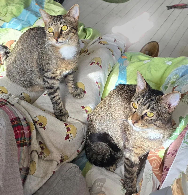 Aspen And Maple thumbnail 4