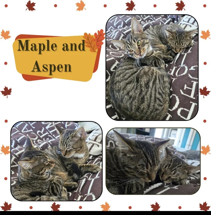 Aspen And Maple thumbnail 5