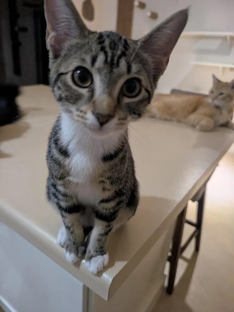 A baby small-sized female Tabby (Brown / Chocolate) Domestic Short Hair cat named Pixie for adoption in Youngtown, AZ