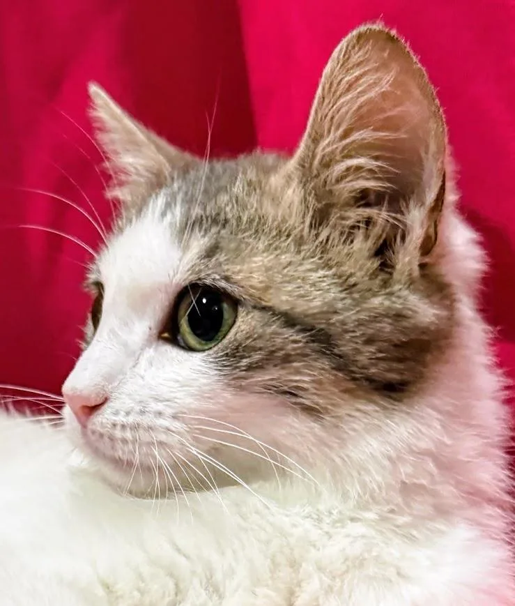 Pippa thumbnail 3