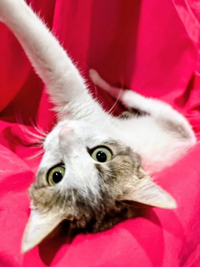 Pippa thumbnail 6