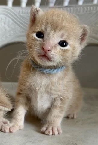 A baby small-sized male Domestic Short Hair cat named Spider for adoption in Houston, TX