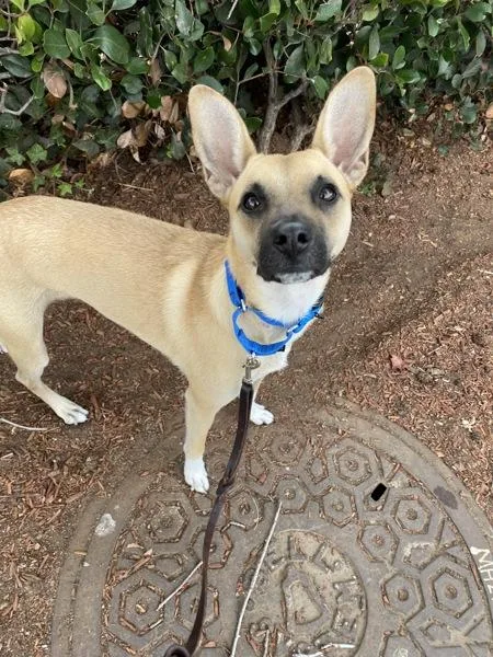 A young medium-sized female Terrier dog named Nova for adoption in San Diego, CA