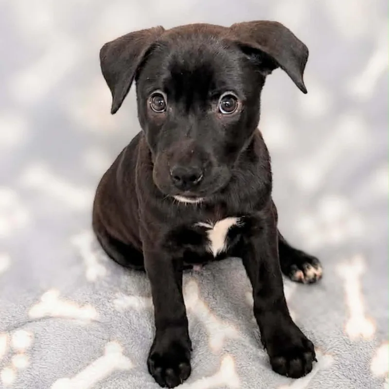 A baby large-sized female Black Labrador Retriever dog named Skyla for adoption in Griswold, CT