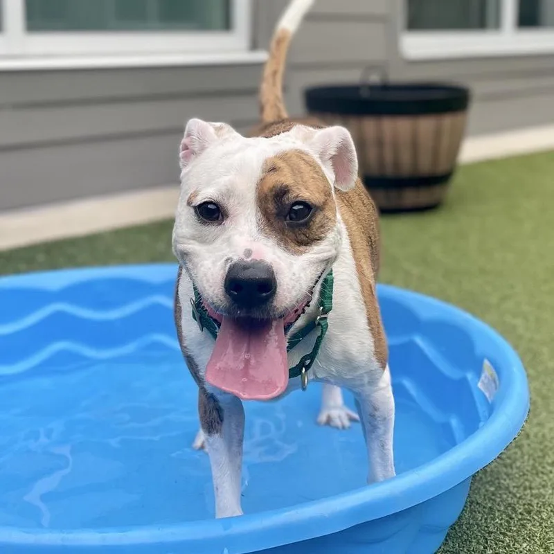 A young medium-sized female White / Cream Pit Bull Terrier dog named Clementine for adoption in Greensboro, NC