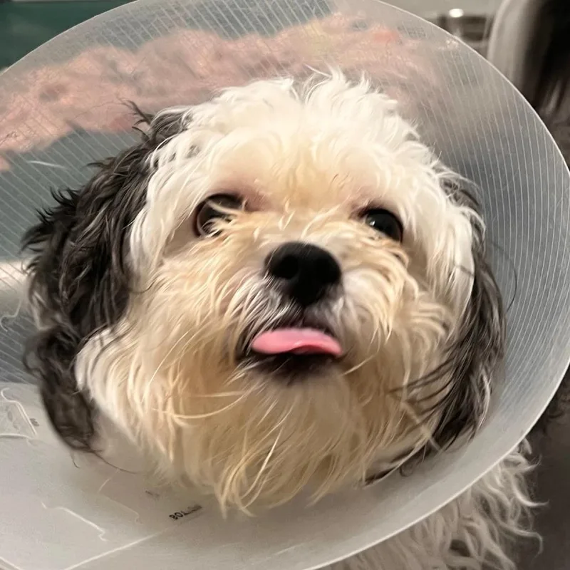 An adult small-sized male White / Cream Lhasa Apso dog named Bumble for adoption in Chicago, IL
