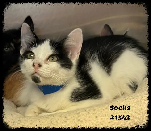 A baby medium-sized male Black & White / Tuxedo Domestic Short Hair cat named Socks for adoption in Marietta, GA