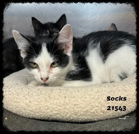 Socks thumbnail 2