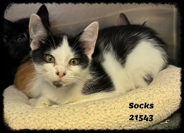 Socks thumbnail 6