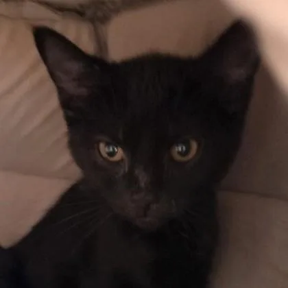 Tinker the Winker