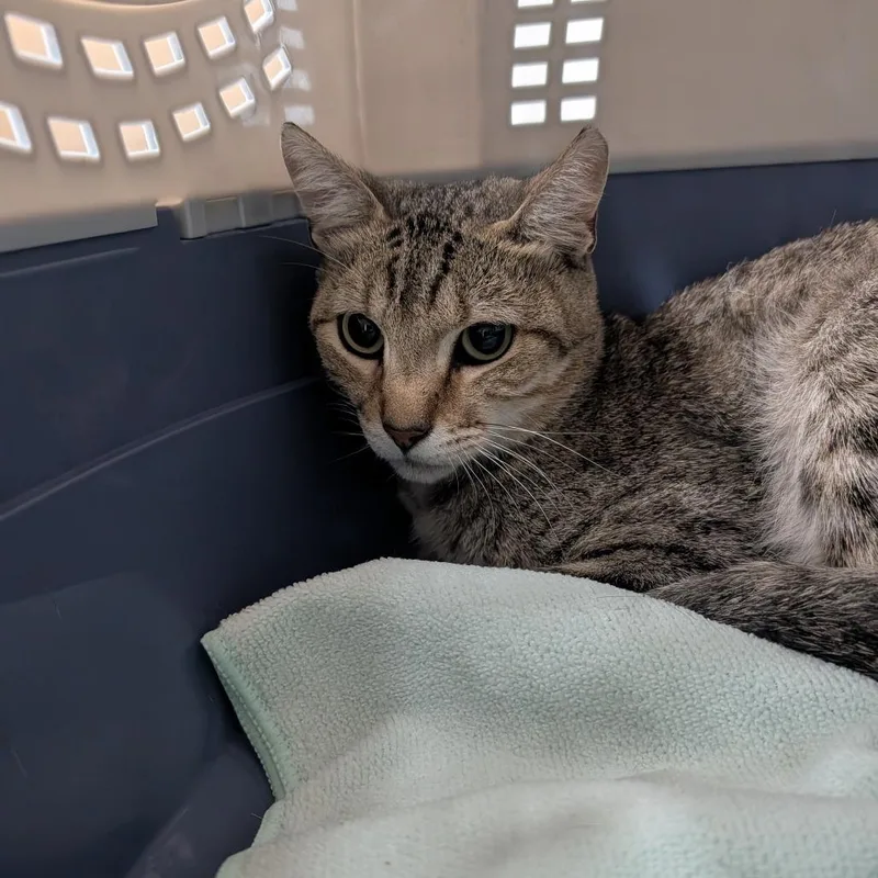 An adult medium-sized male Gray / Blue / Silver Domestic Short Hair cat named Bingus for adoption in Saint Charles, MO