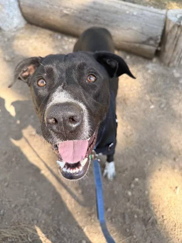 A young medium-sized male Black Mixed Breed dog named Newman for adoption in Truckee, CA