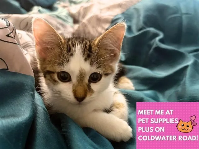 A baby small-sized female Domestic Short Hair cat named Gertrude for adoption in Fort Wayne, IN