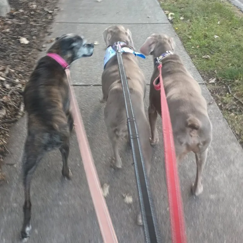 A senior medium-sized female Brown / Chocolate Boxer dog named Kita for adoption in Saint Cloud, MN