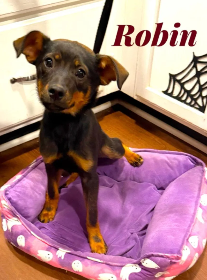 A young medium-sized female Miniature Pinscher dog named Robin for adoption in Hollywood, MD