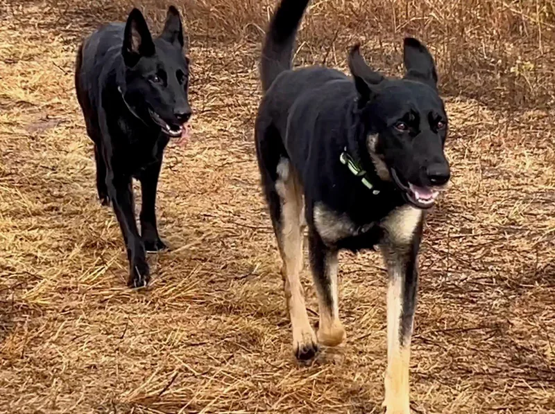 A young large-sized male German Shepherd Dog dog named Ziggy for adoption in Duxbury, MA
