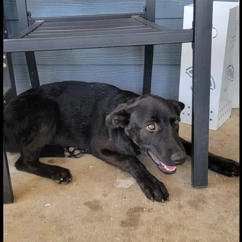 A baby medium-sized female Black Labrador Retriever dog named Ebony for adoption in Centerville, TN