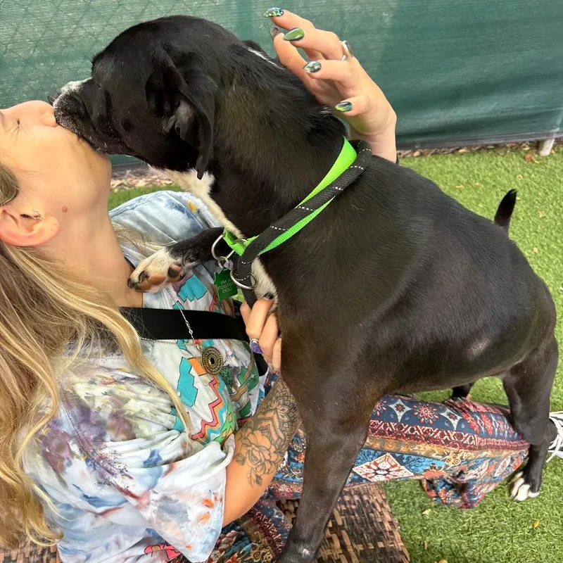 An adult medium-sized female Black Terrier dog named Samantha Gamgee for adoption in San Diego, CA