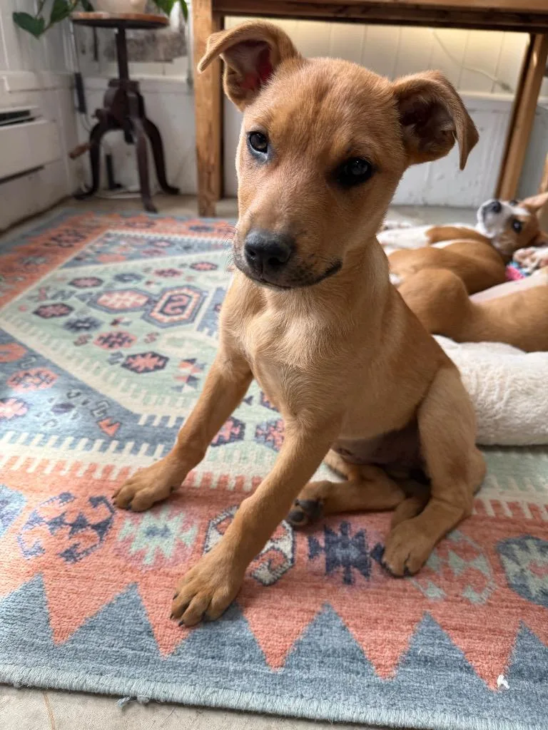 Jargonaise thumbnail 2