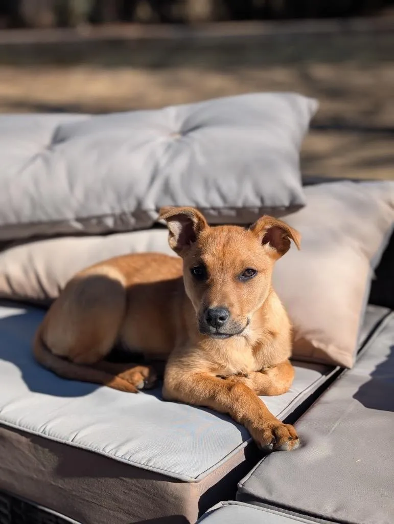 Jargonaise thumbnail 3