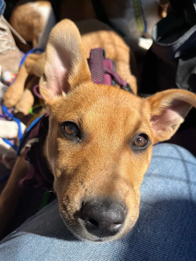 Jargonaise thumbnail 4