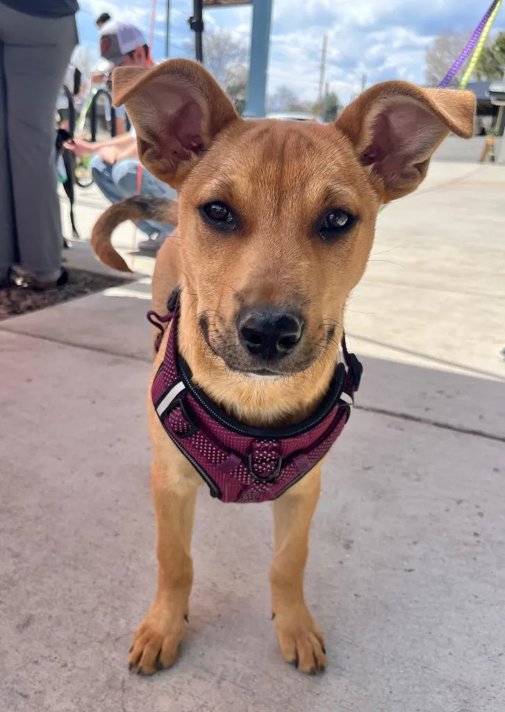 Jargonaise thumbnail 5