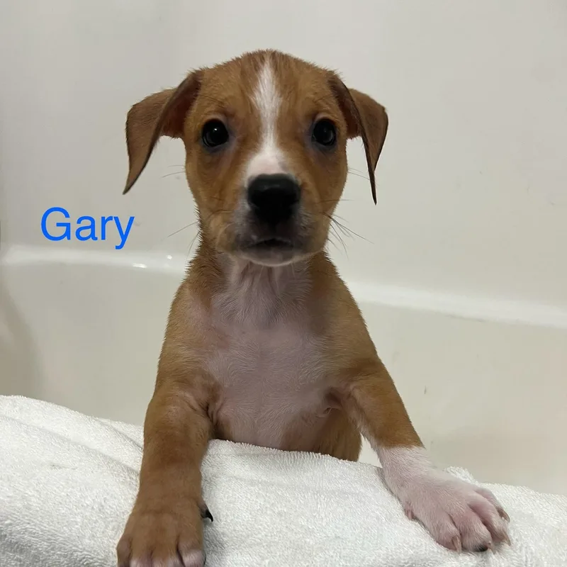 A baby medium-sized male Golden Mixed Breed dog named Gary for adoption in Davisburg, MI