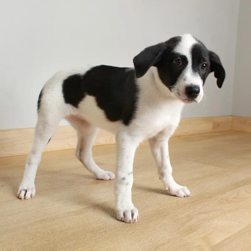 A baby medium-sized female White / Cream Border Collie dog named Autumn D for adoption in Minnetonka, MN