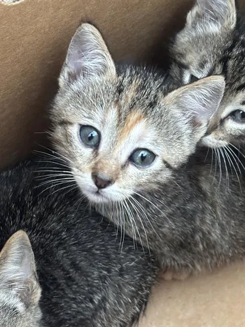 A baby medium-sized female Domestic Short Hair cat named December for adoption in Dallas, TX