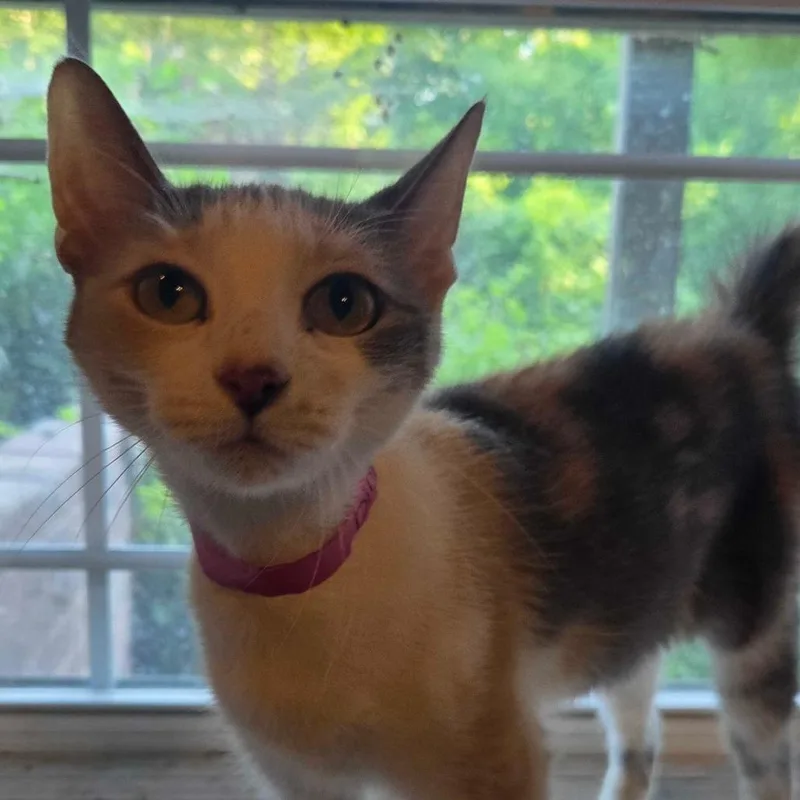 An adult medium-sized female Calico Domestic Short Hair cat named Diana for adoption in Hanna City, IL