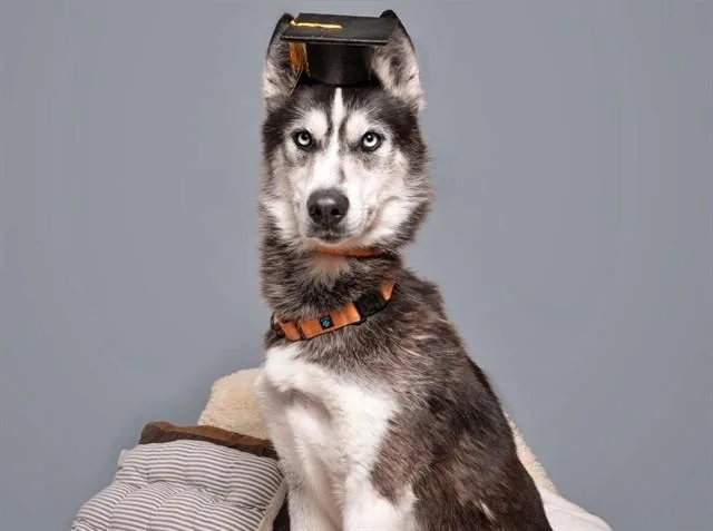 A young large-sized male Siberian Husky dog named Denali for adoption in Saint Louis, MO