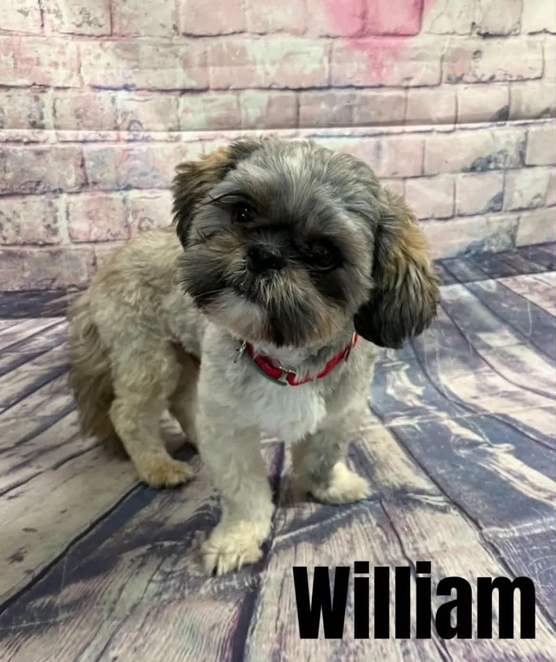 A young small-sized male Gray / Blue / Silver Shih Tzu dog named William for adoption in Quincy, MI