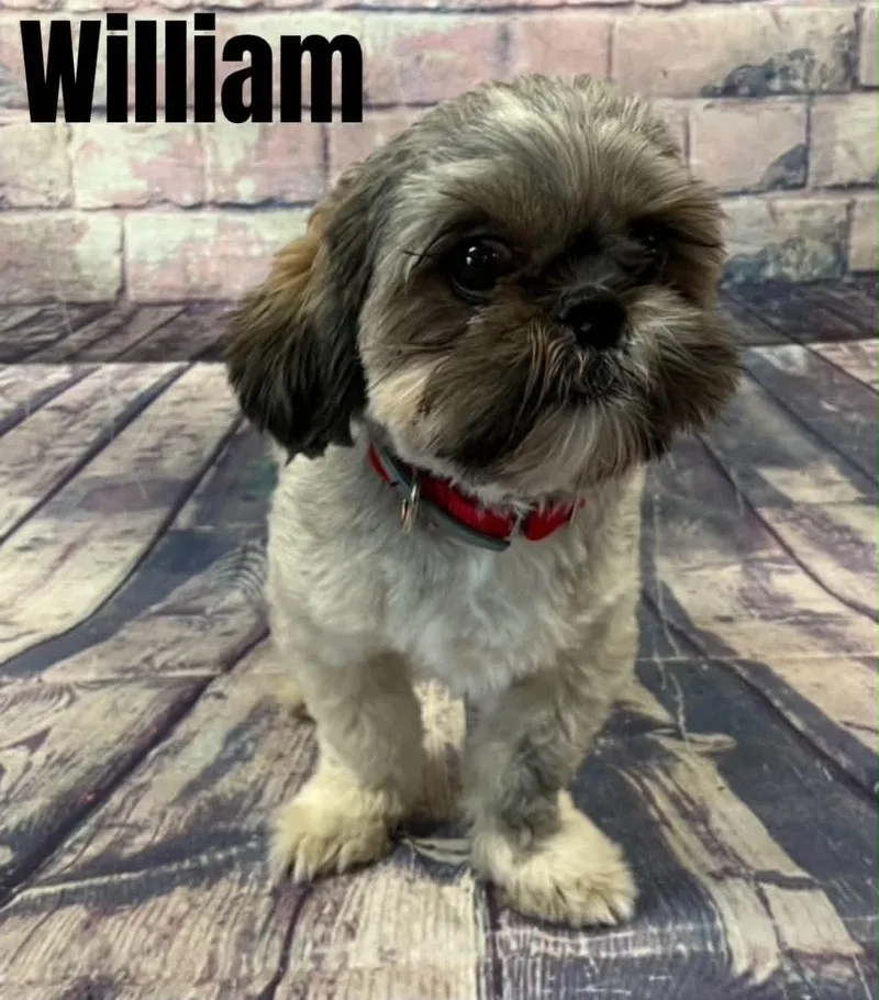 William thumbnail 2