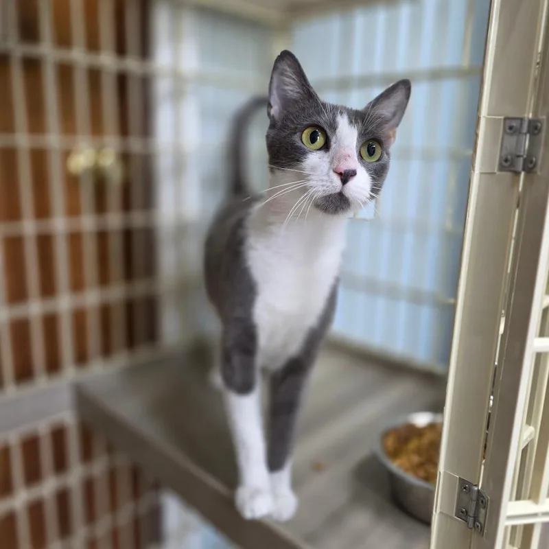 A young small-sized female Gray / Blue / Silver Domestic Short Hair cat named Catherine for adoption in Valdosta , GA